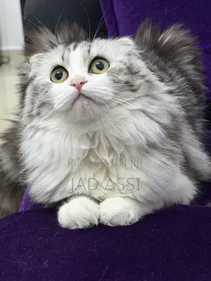Diyar Kyanwa Ta Scottish Fold, Watan 6-12