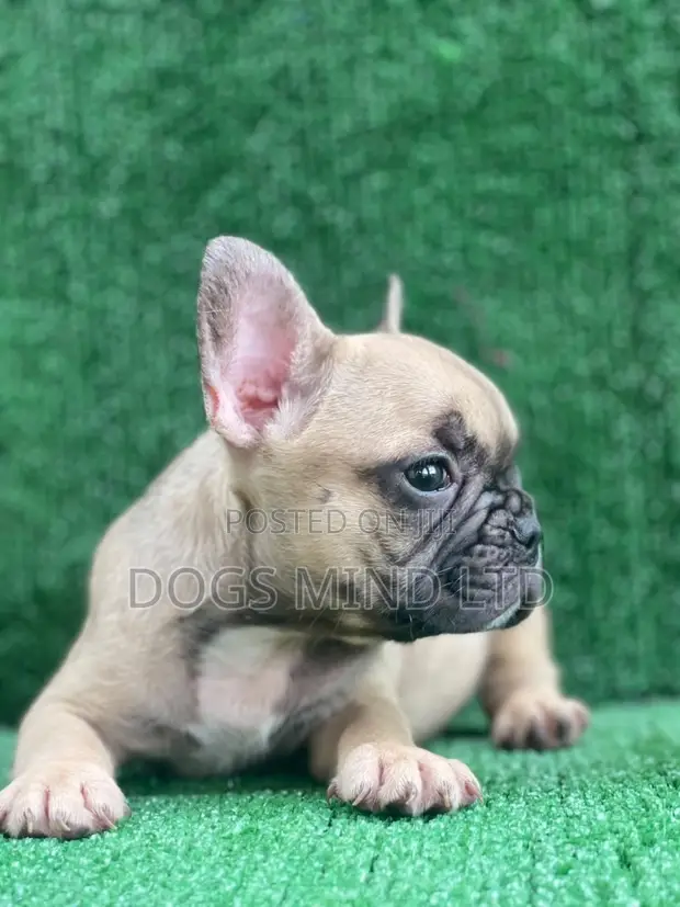 Purebred Female French Bulldog Puppy (1-3 Months) - 1