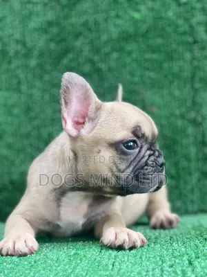 Purebred Female French Bulldog Puppy (1-3 Months)