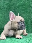 Purebred Female French Bulldog Puppy (1-3 Months) - 1