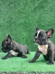 Purebred Female French Bulldog Puppy (1-3 Months) - 2