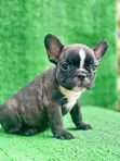 Purebred Female French Bulldog Puppy (1-3 Months) - 3