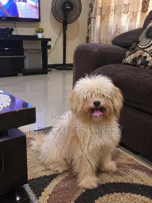 Lhasa Apso Stud Service - Iyalaja Kennels