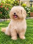 Lhasa Apso Stud Service - Iyalaja Kennels - 2