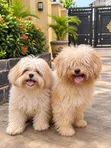 Lhasa Apso Stud Service - Iyalaja Kennels - 3