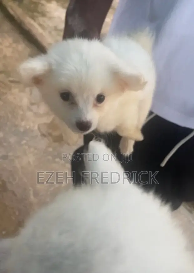 Female American Eskimo Puppy (0-1 Month) - 1