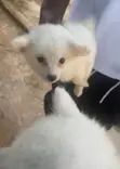 Female American Eskimo Puppy (0-1 Month) - 1