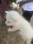 Female American Eskimo Puppy (0-1 Month) - 3
