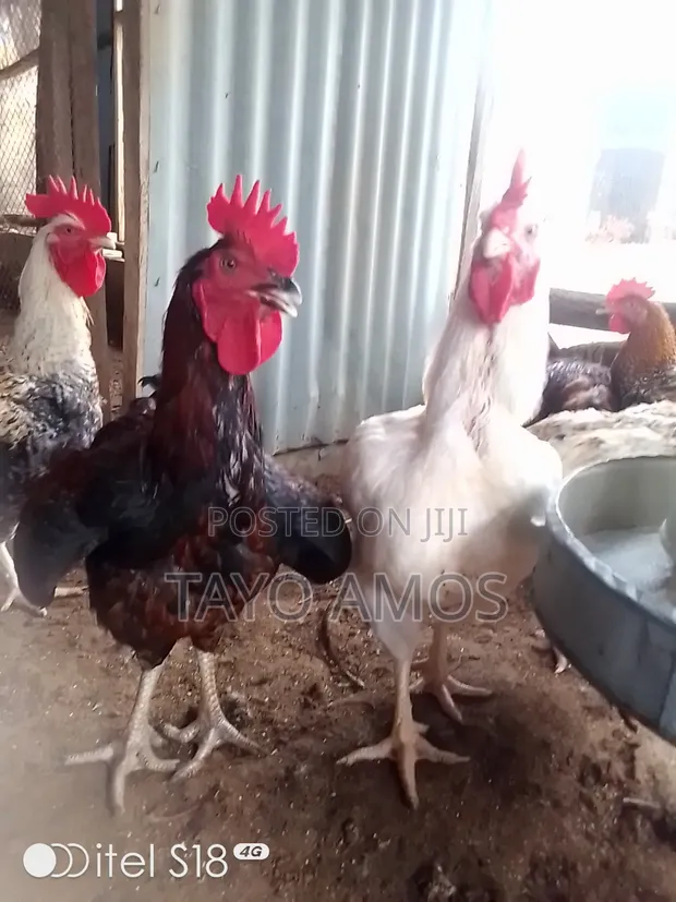 Male Noiler Chicken for Sale - 1
