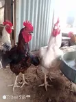 Male Noiler Chicken for Sale - 1