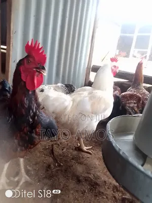 Male Noiler Chicken for Sale