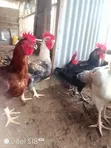 Male Noiler Chicken for Sale - 3