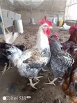 Male Noiler Chicken for Sale - 4