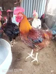 Male Noiler Chicken for Sale - 5