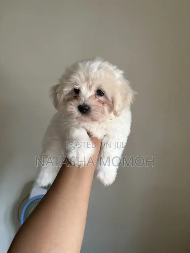 Purebred Lhasa Apso Male Puppy (1-3 Months) - 1