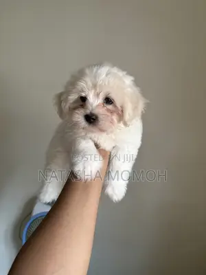 Purebred Lhasa Apso Male Puppy (1-3 Months)