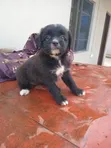 Female Lhasa Apso Puppy, 1-3 Months Old - 1