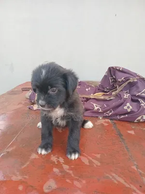 Female Lhasa Apso Puppy, 1-3 Months Old