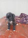 Female Lhasa Apso Puppy, 1-3 Months Old - 2