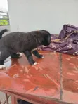 Female Lhasa Apso Puppy, 1-3 Months Old - 3