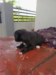 Female Lhasa Apso Puppy, 1-3 Months Old - 4