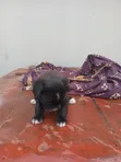 Female Lhasa Apso Puppy, 1-3 Months Old - 5