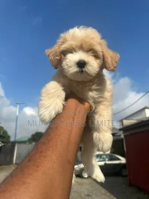 Purebred Lhasa Apso Puppy - 7 Weeks Old