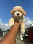 Purebred Lhasa Apso Puppy - 7 Weeks Old - 1