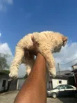 Purebred Lhasa Apso Puppy - 7 Weeks Old - 2