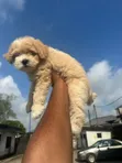 Purebred Lhasa Apso Puppy - 7 Weeks Old - 3