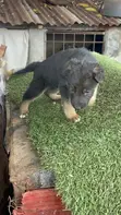 1-3 Month Male Purebred German Shepherd Puppy - 1