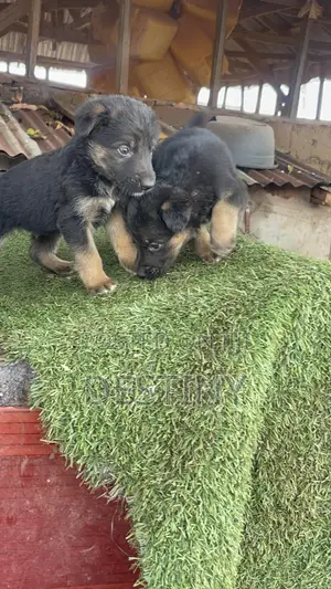 1-3 Month Male Purebred German Shepherd Puppy