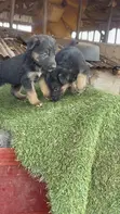 1-3 Month Male Purebred German Shepherd Puppy - 2