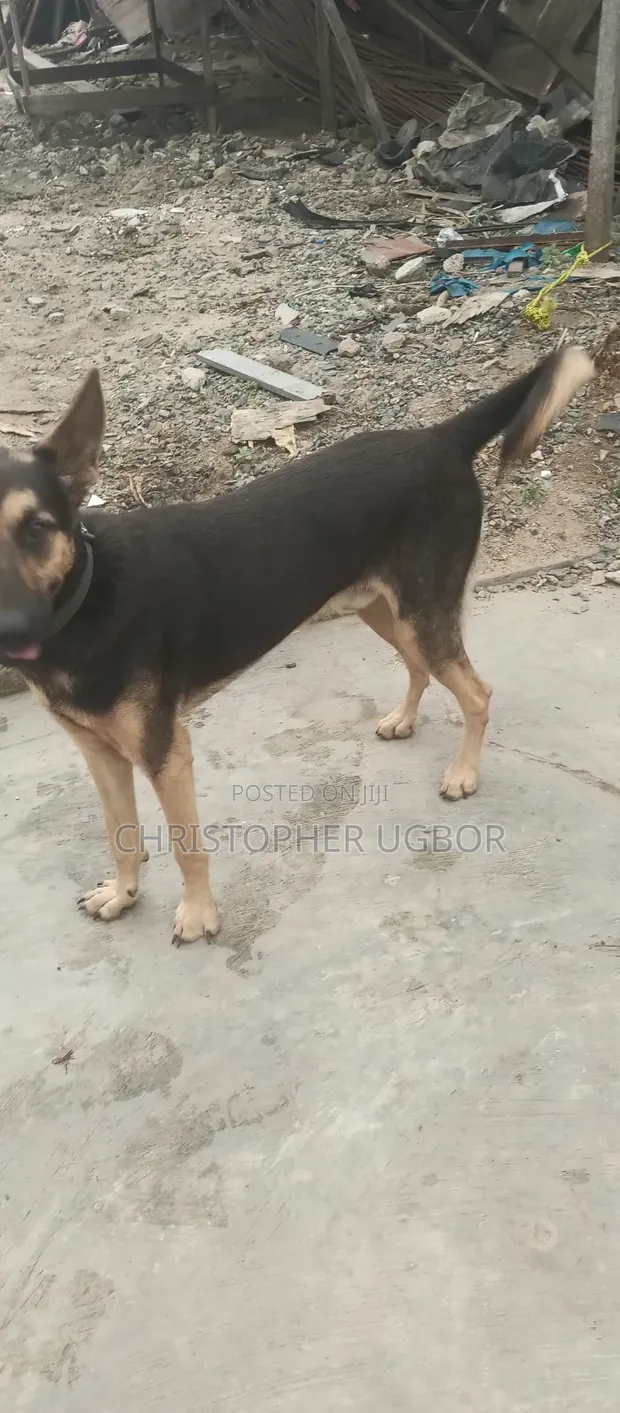 Mazaunin Cikakken Zuri'a na German Shepherd, Namiji Mai Sama da Shekara 1 - 1