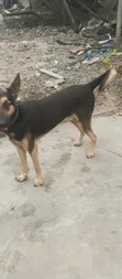 Mazaunin Cikakken Zuri'a na German Shepherd, Namiji Mai Sama da Shekara 1 - 1