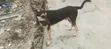 Mazaunin Cikakken Zuri'a na German Shepherd, Namiji Mai Sama da Shekara 1 - 2
