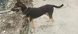 Mazaunin Cikakken Zuri'a na German Shepherd, Namiji Mai Sama da Shekara 1 - 3