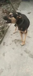 Mazaunin Cikakken Zuri'a na German Shepherd, Namiji Mai Sama da Shekara 1 - 4