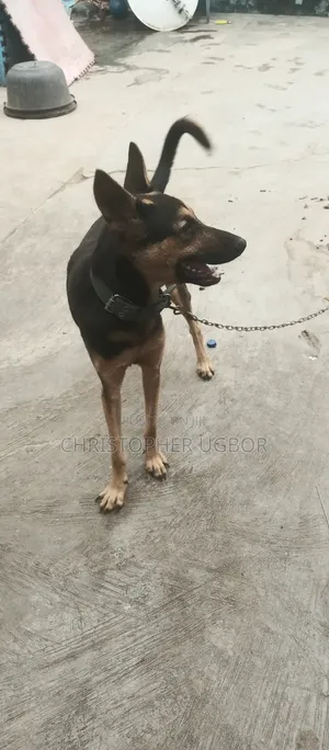 Mazaunin Cikakken Zuri'a na German Shepherd, Namiji Mai Sama da Shekara 1