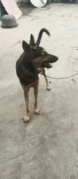 Mazaunin Cikakken Zuri'a na German Shepherd, Namiji Mai Sama da Shekara 1 - 5