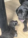 Female Purebred Cane Corso Puppy (3-6 Months) - 1
