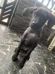 Female Purebred Cane Corso Puppy (3-6 Months) - 2