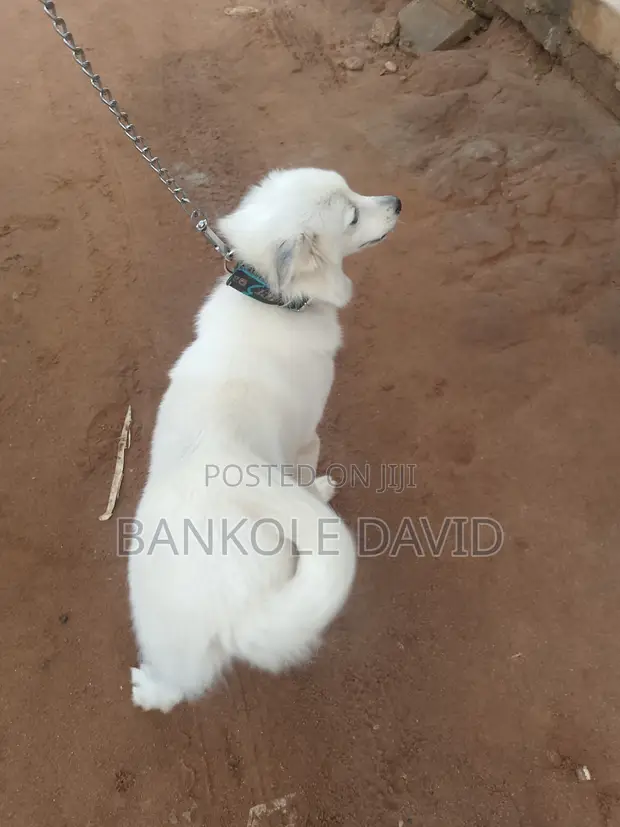 1+ Year Female Purebred American Eskimo - 1