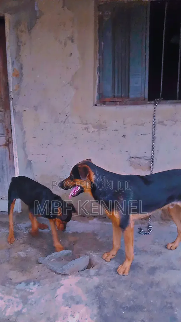 Male Mixed Breed German Shepherd, 1+ Year - 1