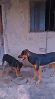 Male Mixed Breed German Shepherd, 1+ Year - 1