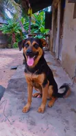 Male Mixed Breed German Shepherd, 1+ Year - 2