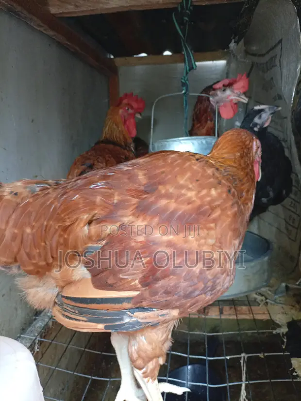 Healthy Male Noilers for Sale - Ibadan - 1