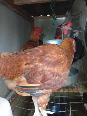 Noilers Namiji Mai Lafiya Don Siyarwa - Ibadan