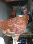 Noilers Namiji Mai Lafiya Don Siyarwa - Ibadan - 1