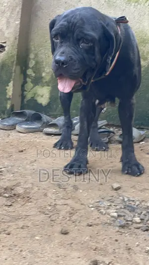 Cane Corso Mace, Mai Shekara 1+ (Mace)